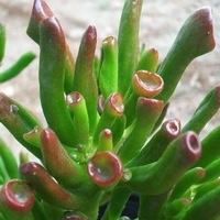 Spoon Jade Plant.jpg